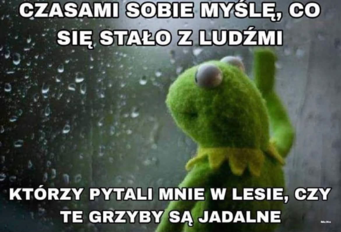 Grzyby w lesie